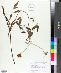 Clematis crispa image