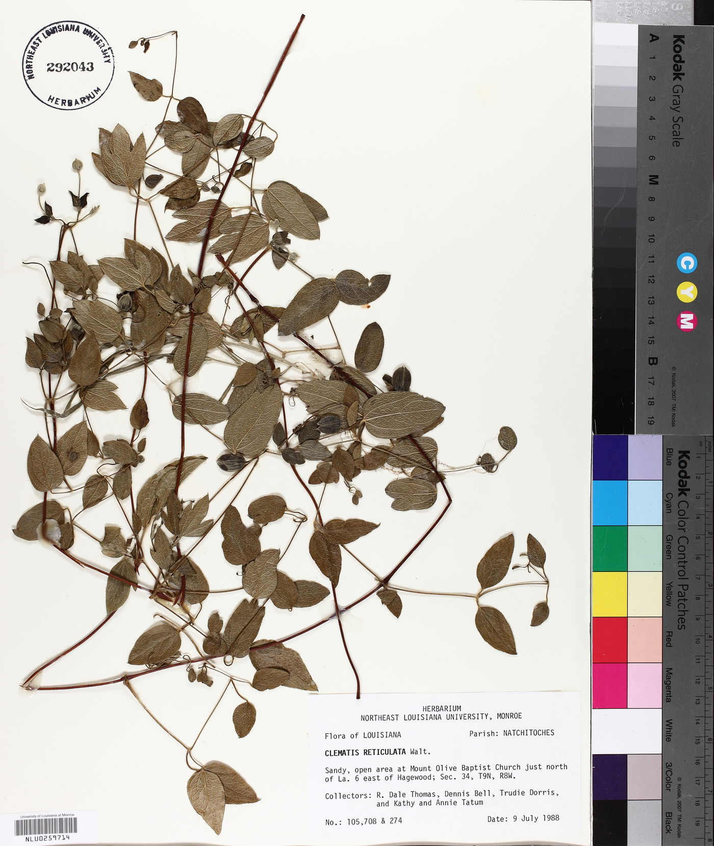 Clematis reticulata image