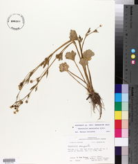 Ranunculus marginatus var. trachycarpus image