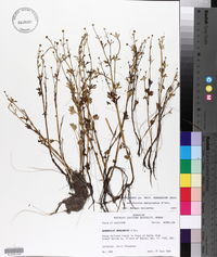 Ranunculus marginatus var. trachycarpus image