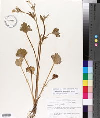 Ranunculus marginatus image