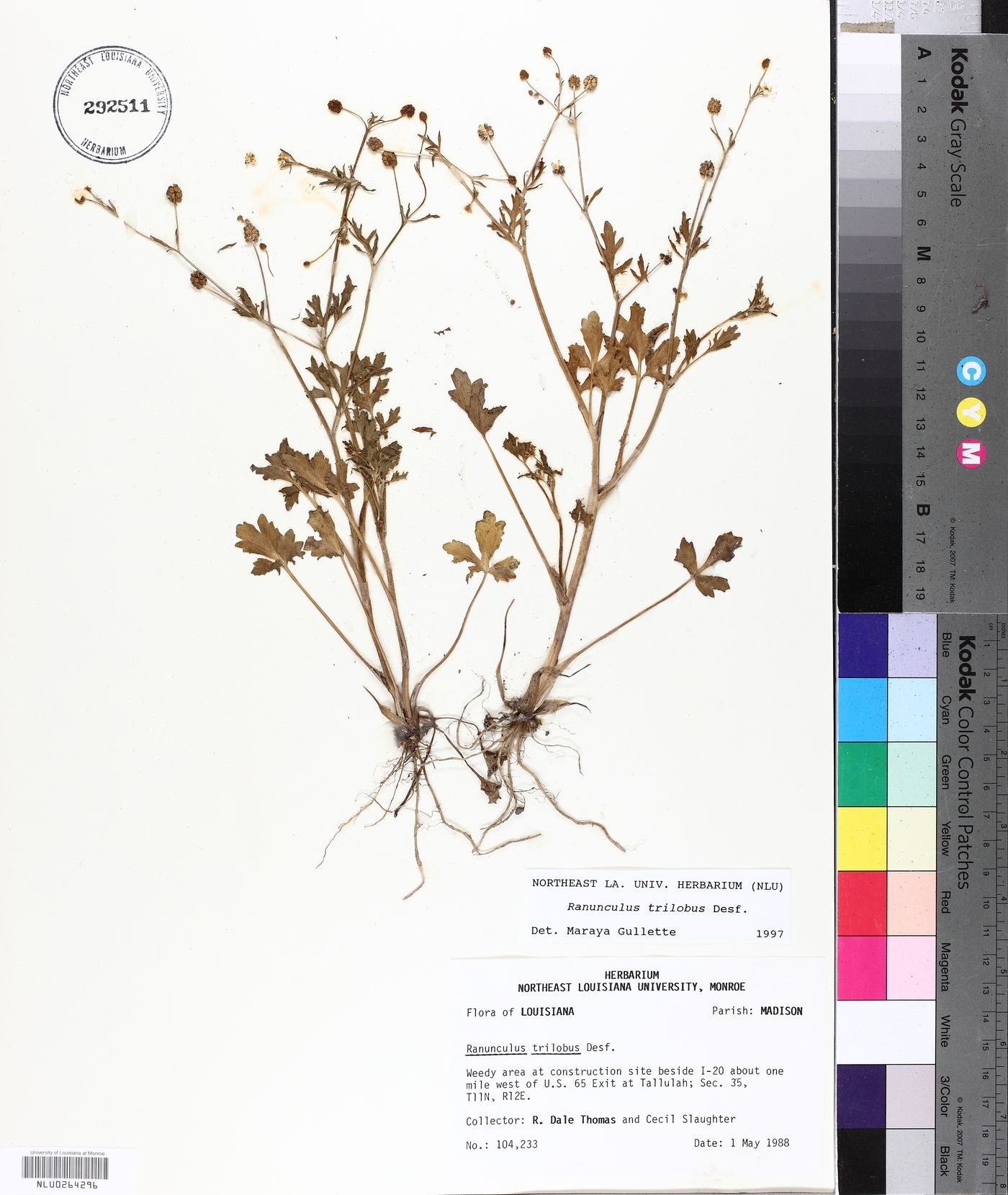 Ranunculus trilobus image
