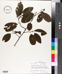 Berchemia scandens image