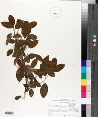 Berchemia scandens image