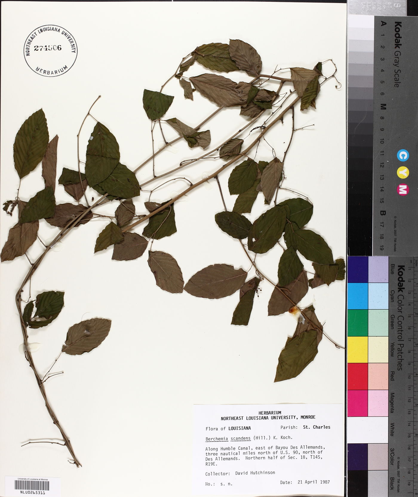 Berchemia scandens image