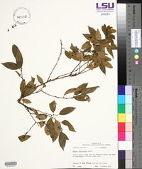 Rhamnus lanceolata image