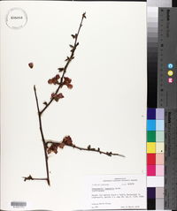 Chaenomeles speciosa image