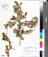 Crataegus berberifolia image