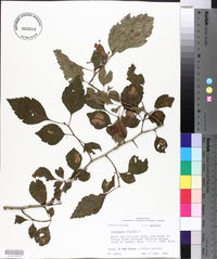 Crataegus viridis image