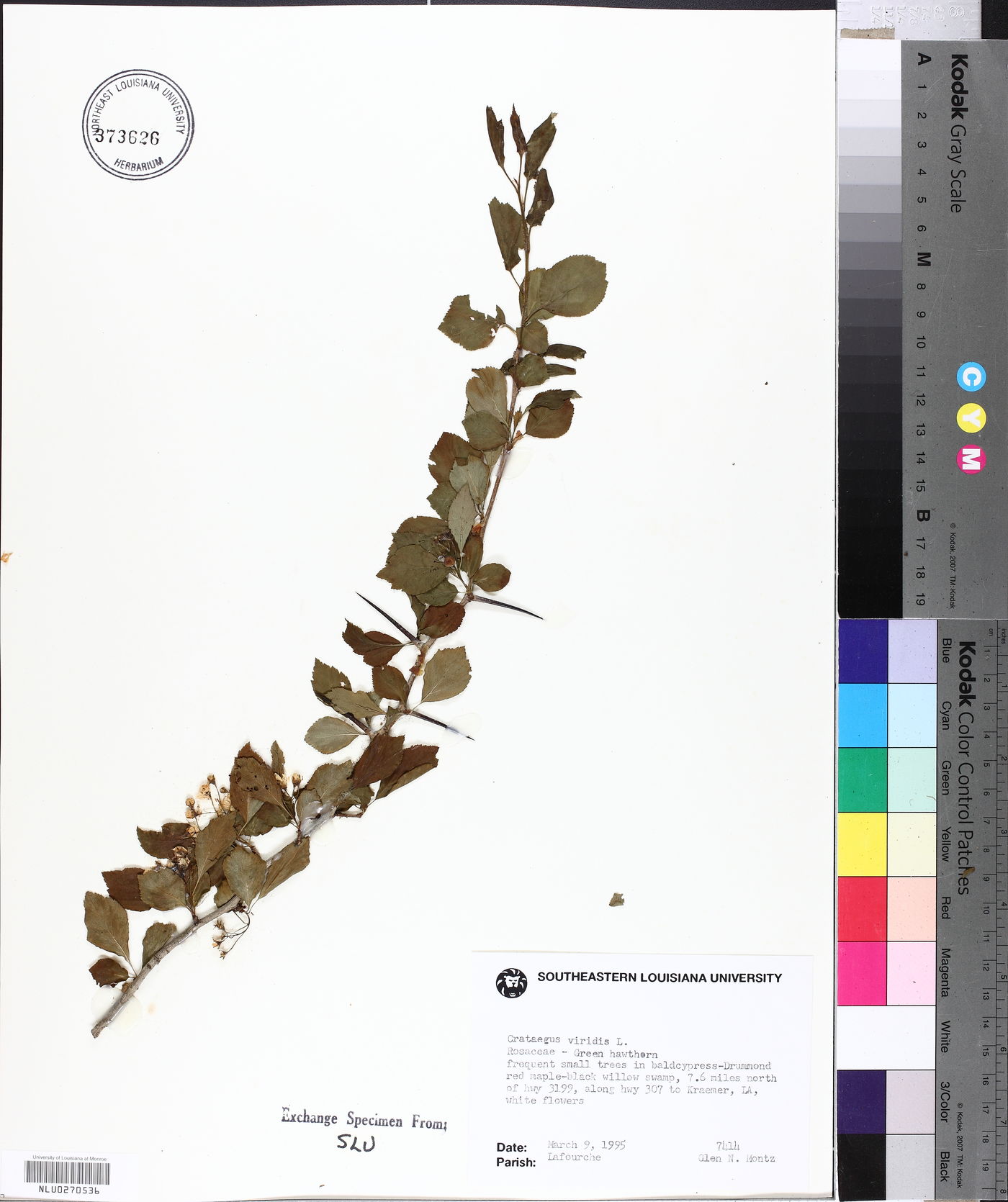 Crataegus viridis image