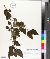 Crataegus viridis image