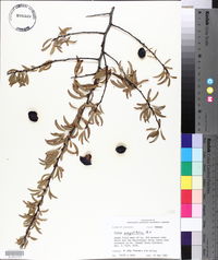 Prunus angustifolia image