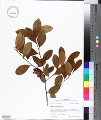 Prunus caroliniana image