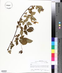 Rubus flagellaris image