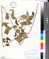 Rubus flagellaris image