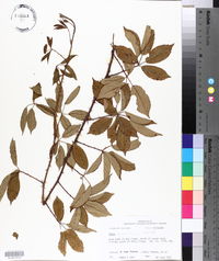 Rubus flagellaris image