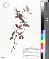 Rubus flagellaris image