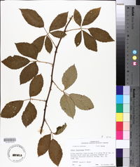 Rubus argutus image