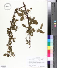 Rubus argutus image