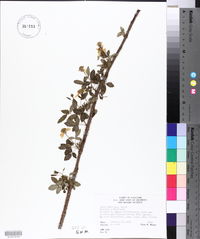 Rubus argutus image