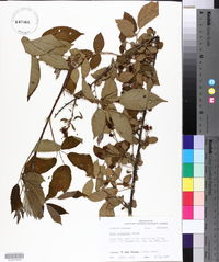 Rubus argutus image