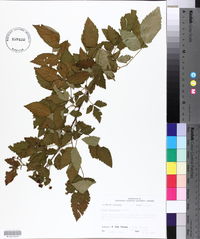 Rubus argutus image