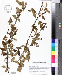 Rubus argutus image