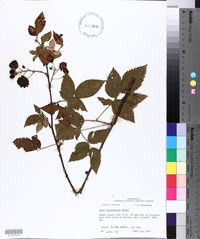 Rubus argutus image