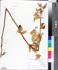 Rubus argutus image