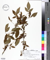 Rubus argutus image