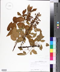 Rubus argutus image