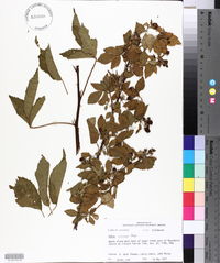 Rubus argutus image