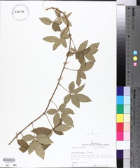 Rubus trivialis image