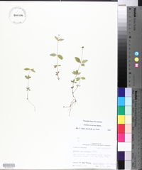 Galium circaezans image