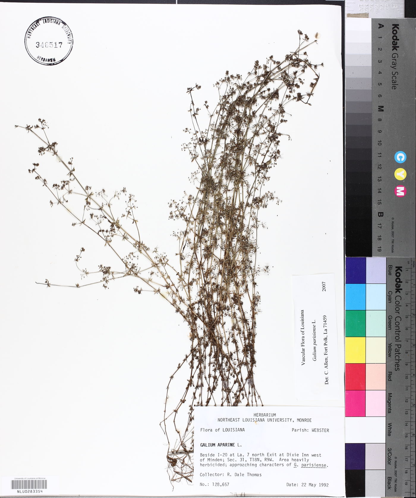 Galium parisiense image