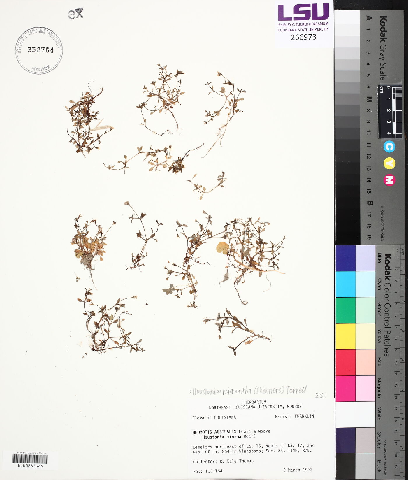 Houstonia micrantha image