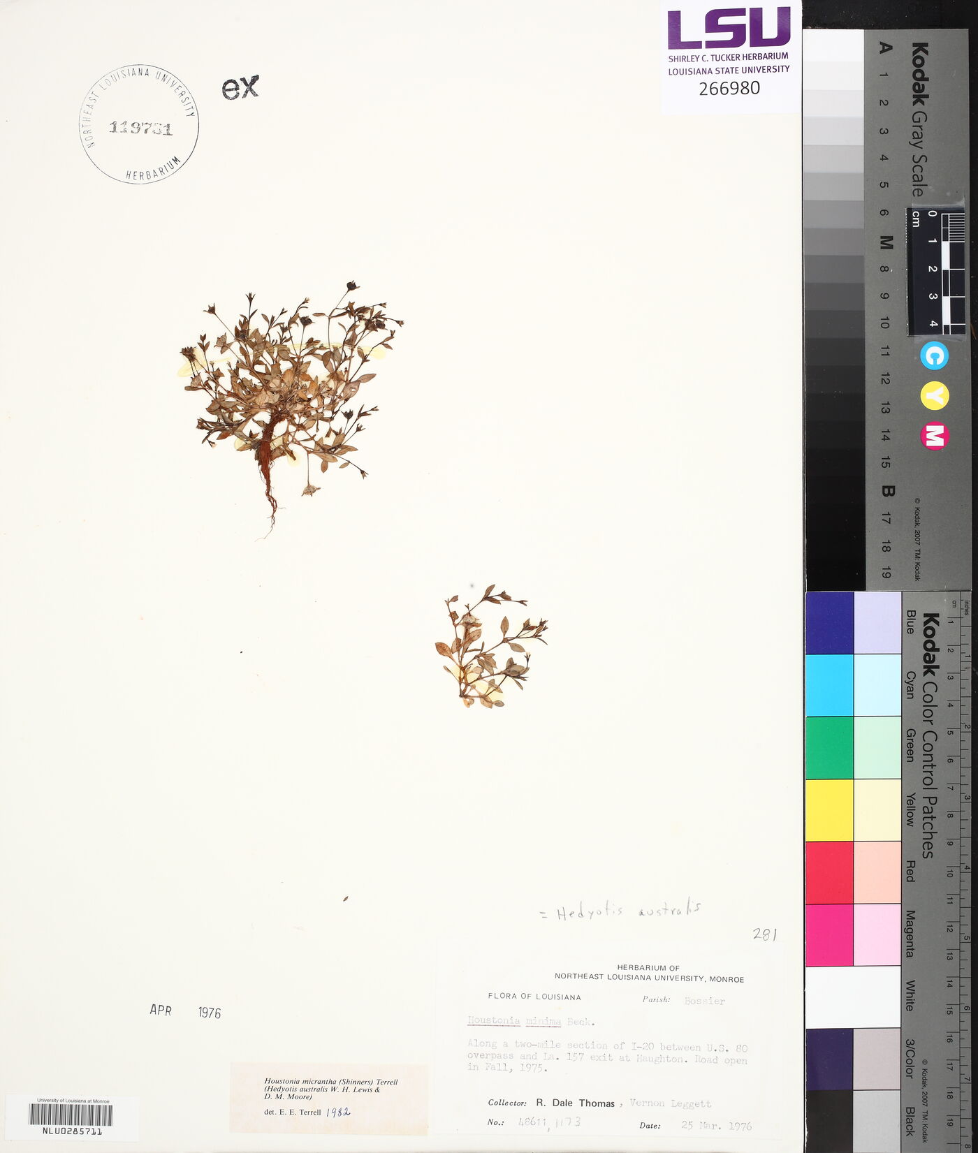 Houstonia micrantha image