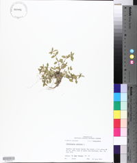 Oldenlandia uniflora image