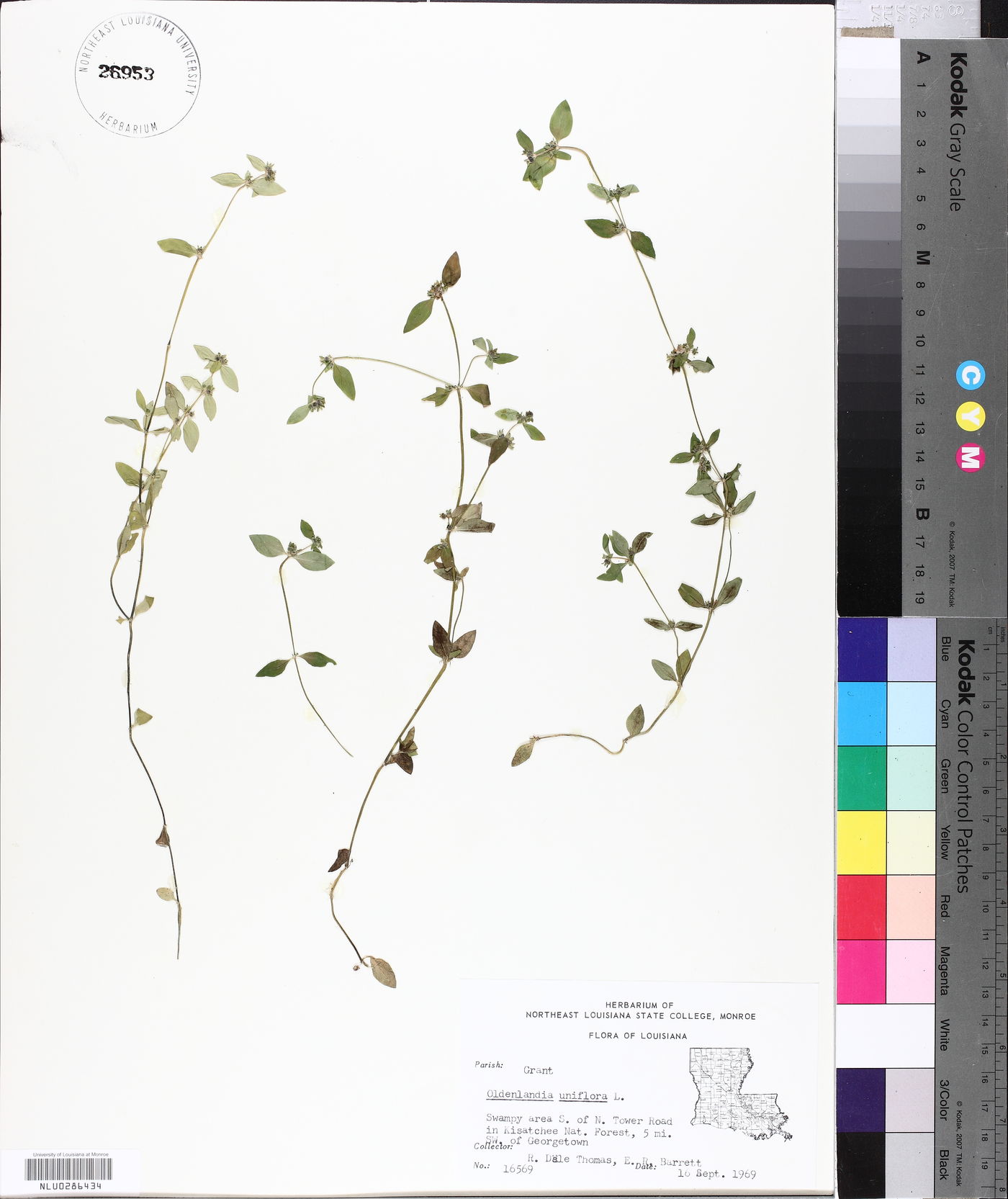 Oldenlandia uniflora image
