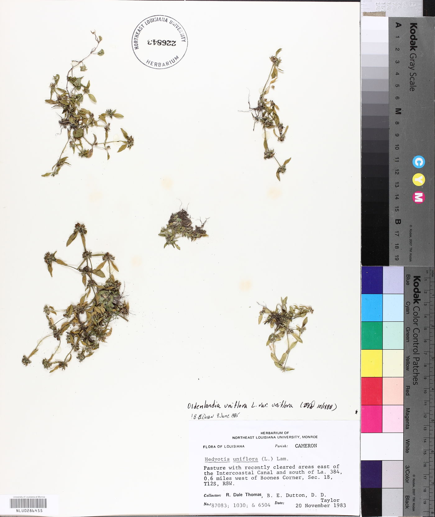 Oldenlandia uniflora image