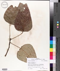 Populus heterophylla image