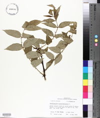 Zanthoxylum clava-herculis image