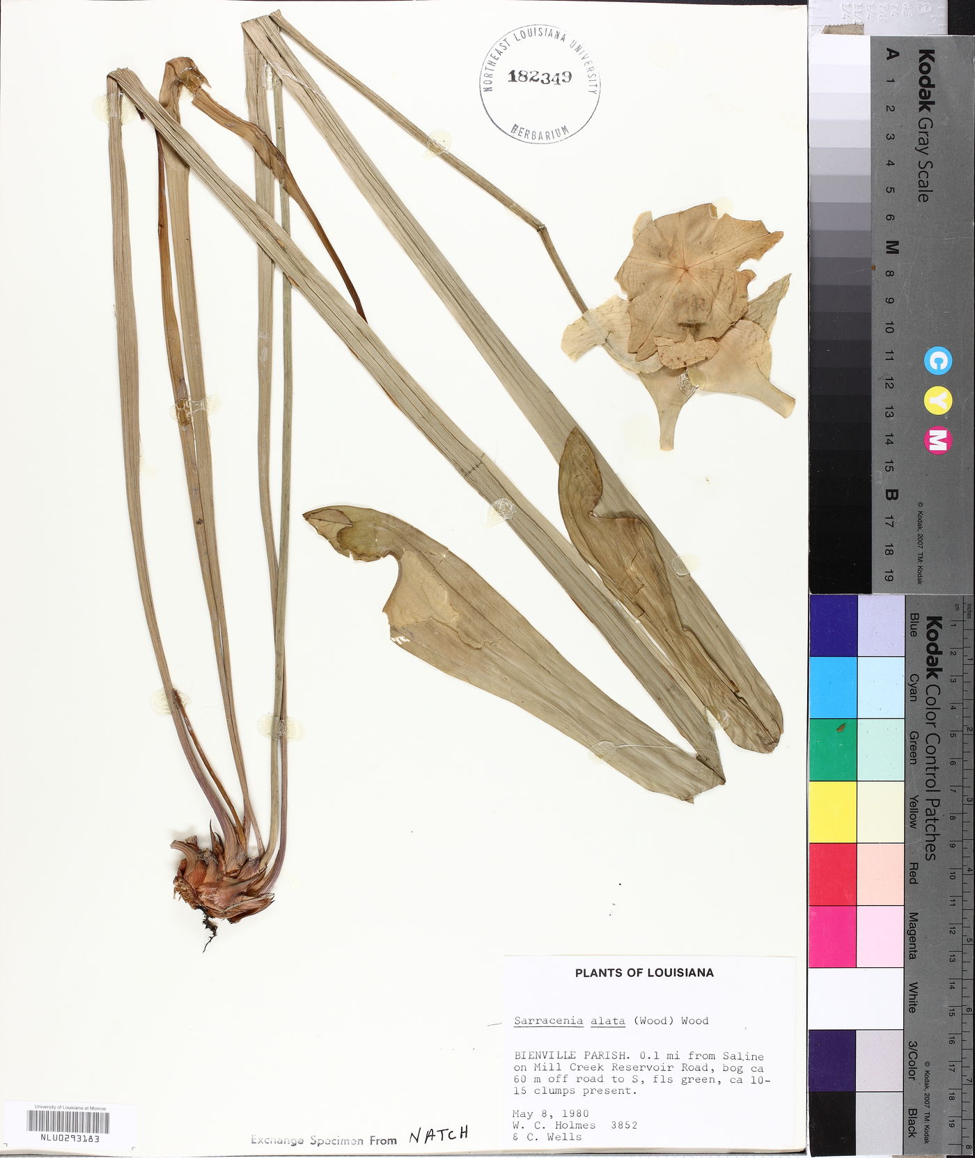 Sarracenia alata image
