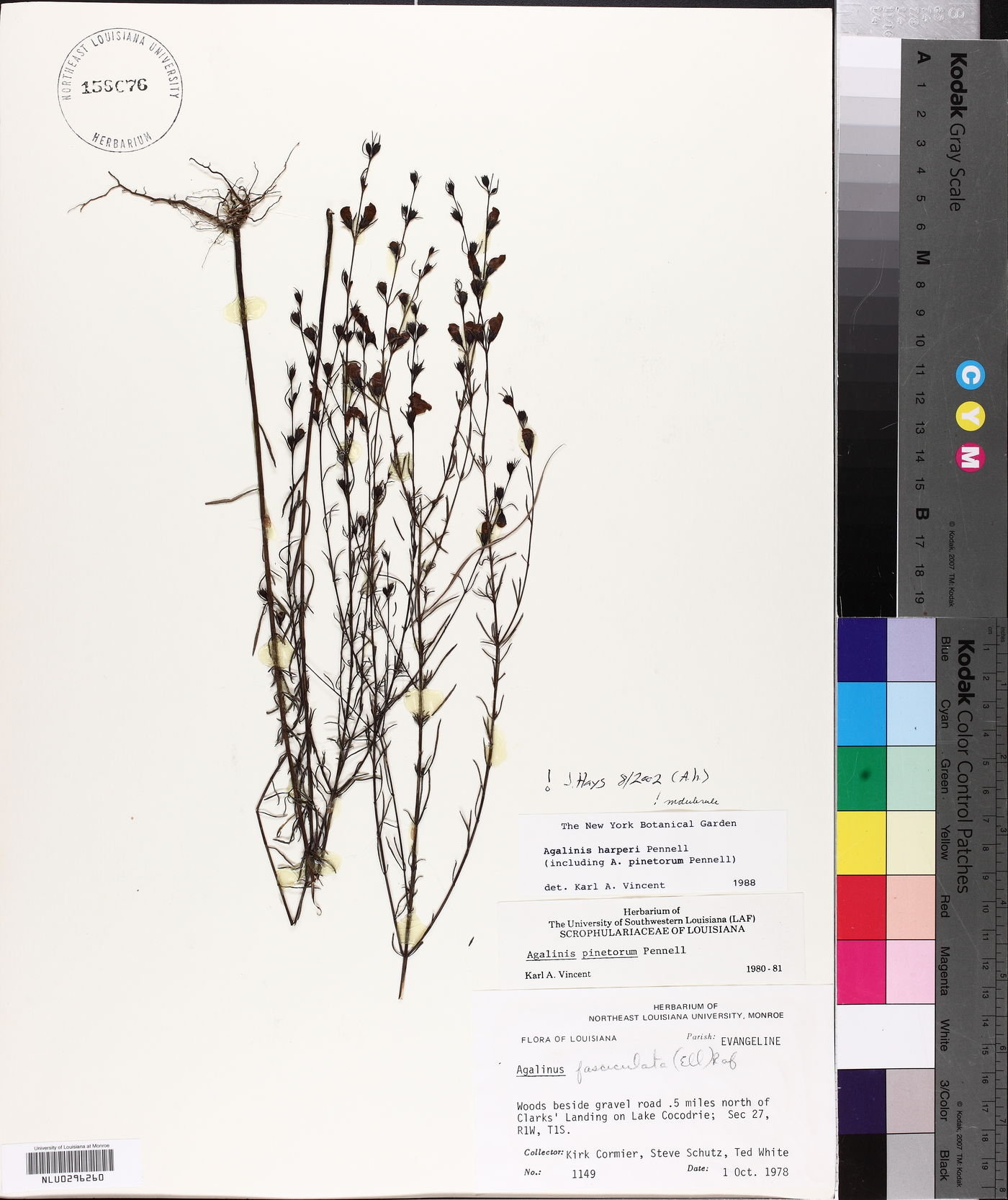 Agalinis harperi image