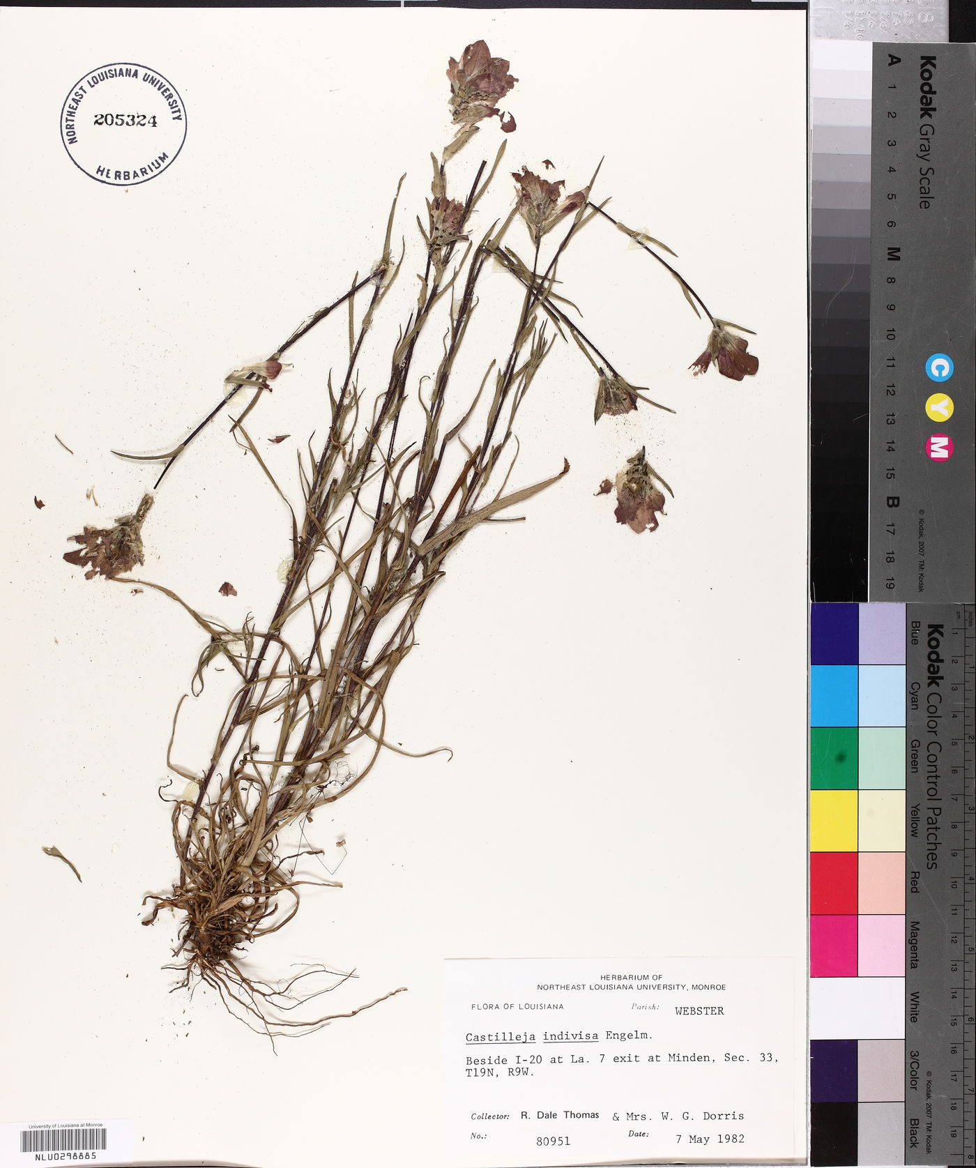 Castilleja indivisa image