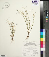 Lindernia dubia var. anagallidea image