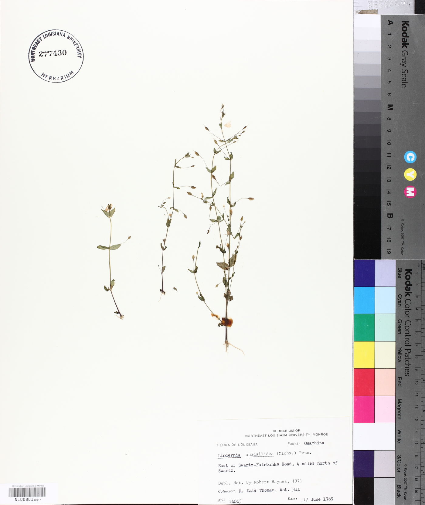 Lindernia dubia var. anagallidea image