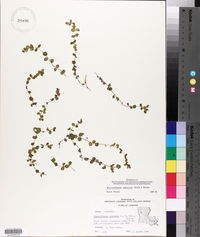 Micranthemum umbrosum image