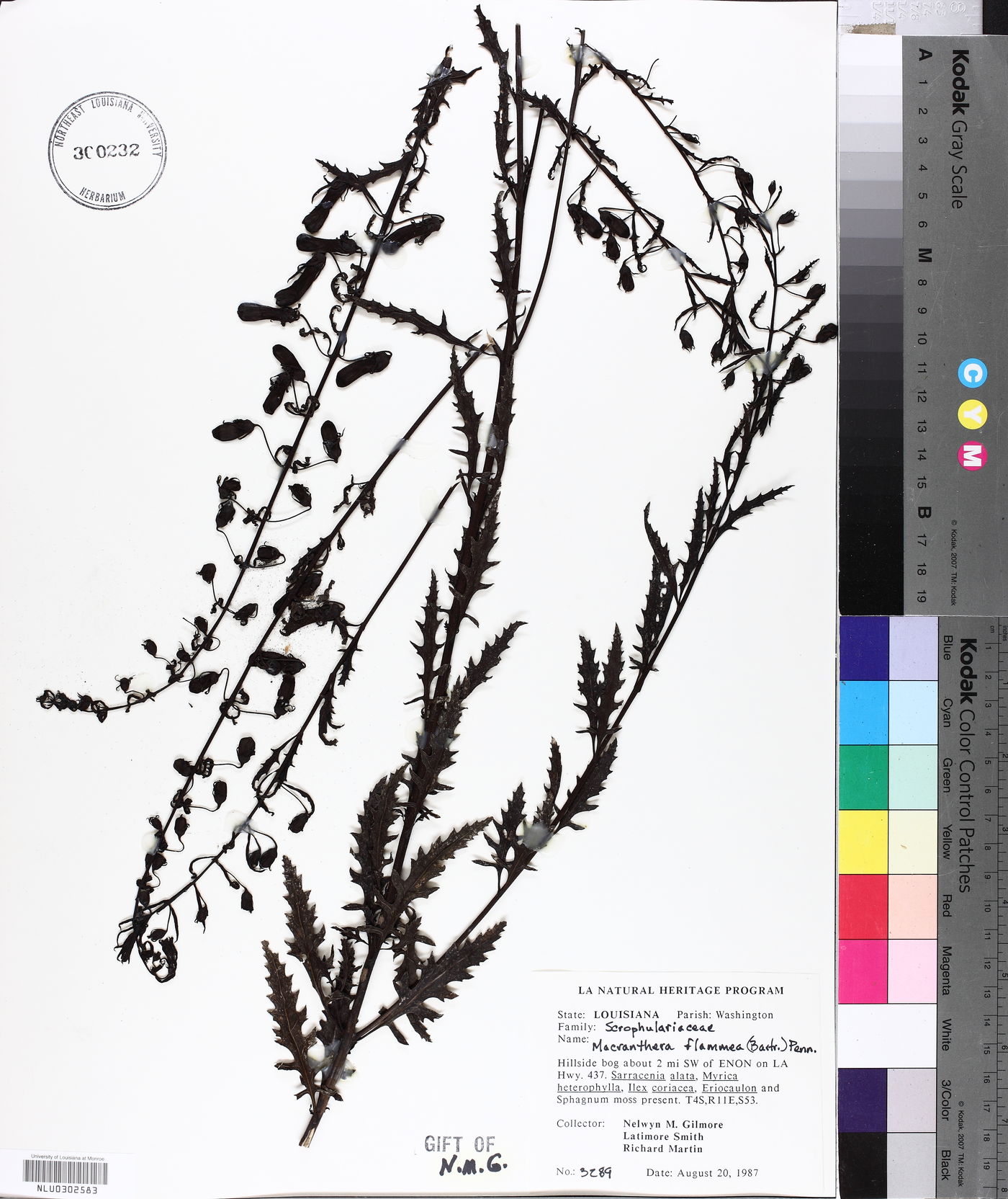 Macranthera flammea image
