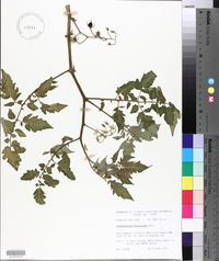 Solanum lycopersicum image